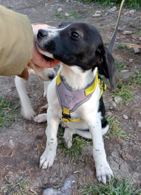  Cucciolo Balto Cucciolo Desidera Amore